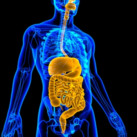 Au coeur des organes  La digestion
