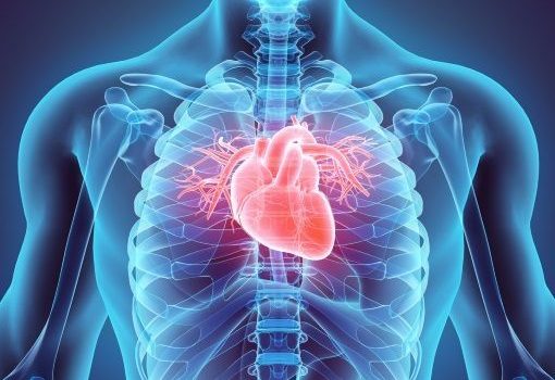 Au coeur des organes  Coeur et vaisseaux